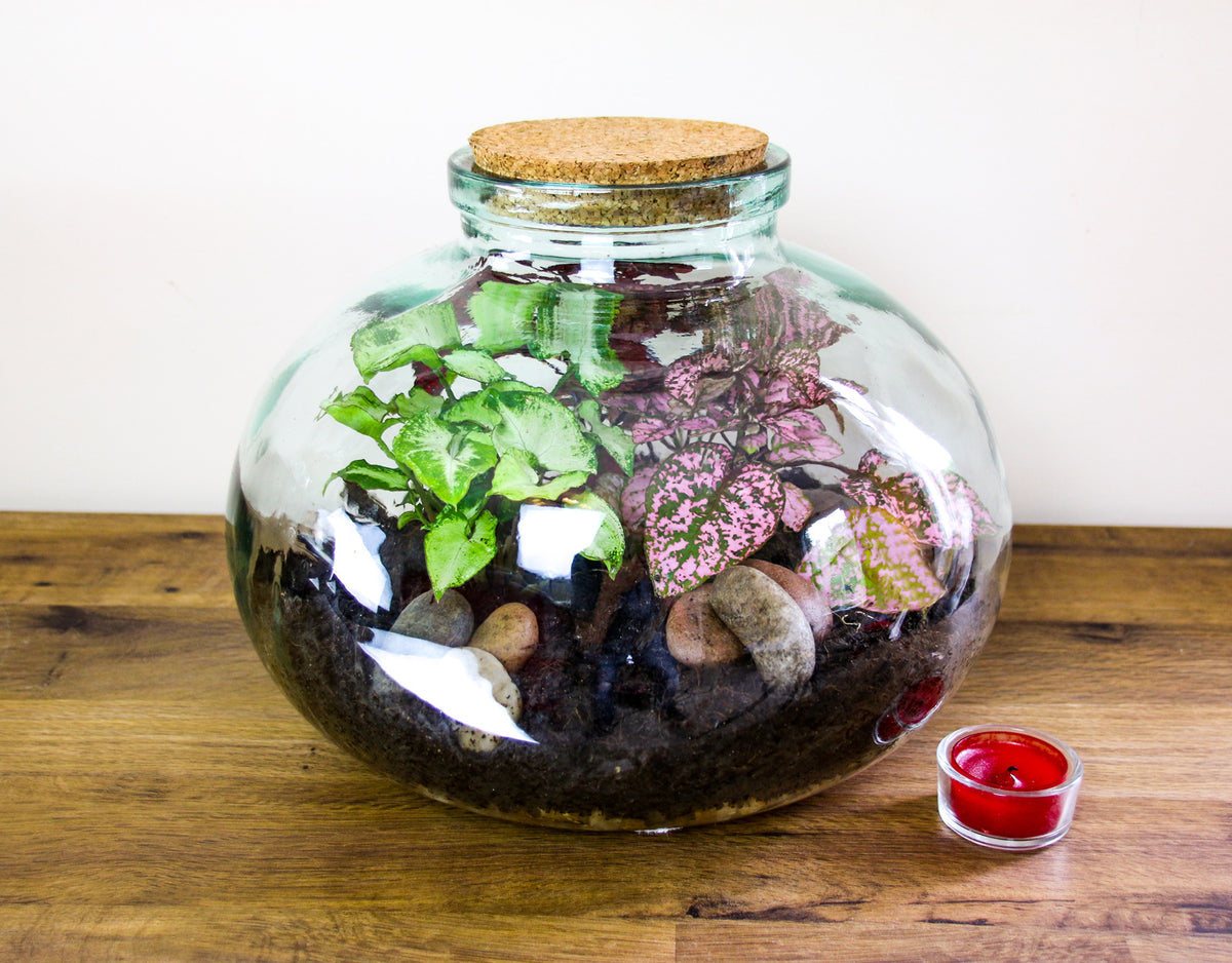 Terrarium kit with soil, charcoal and stones