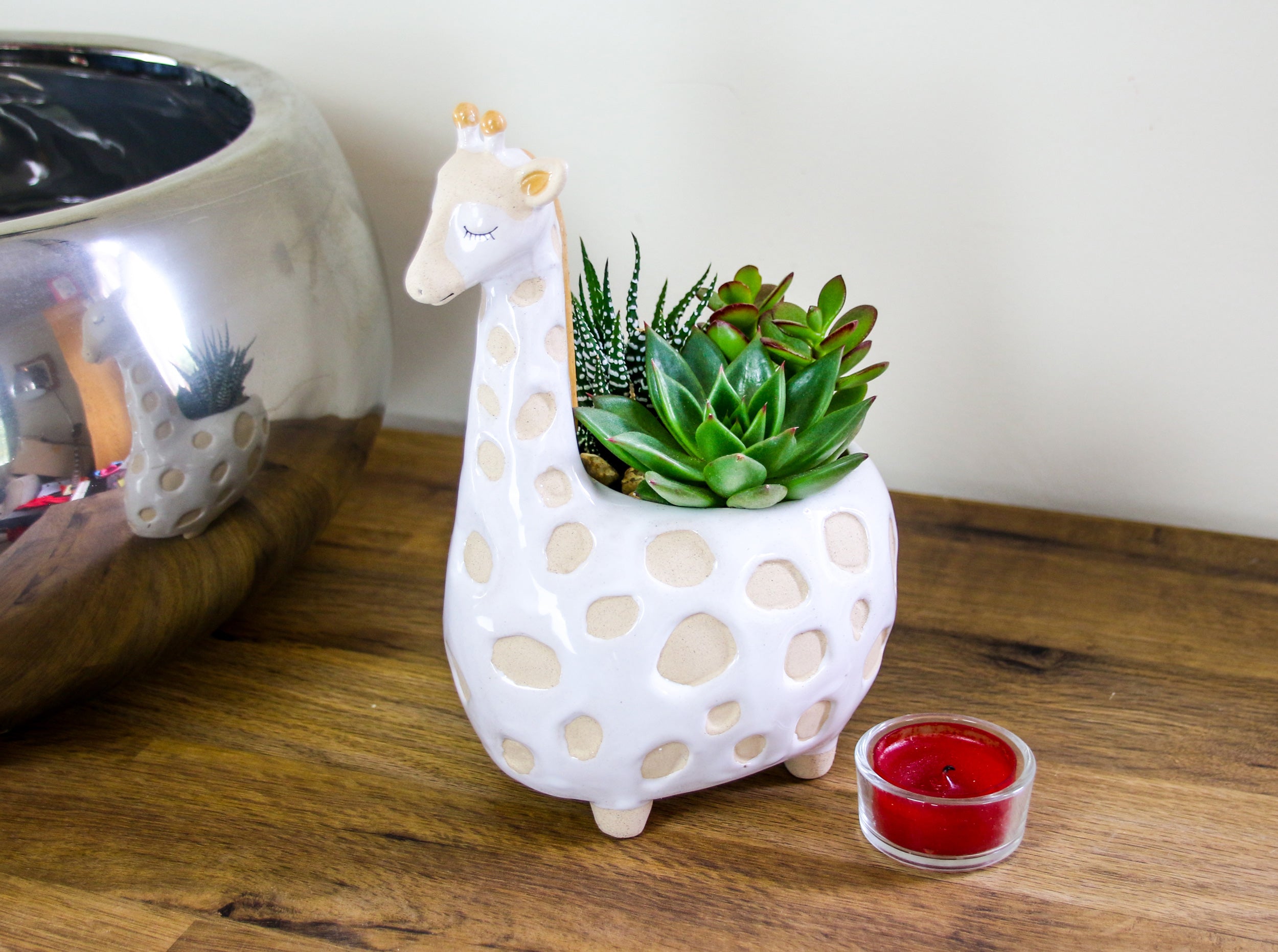 Ceramic indoor planter with real succulent house plants