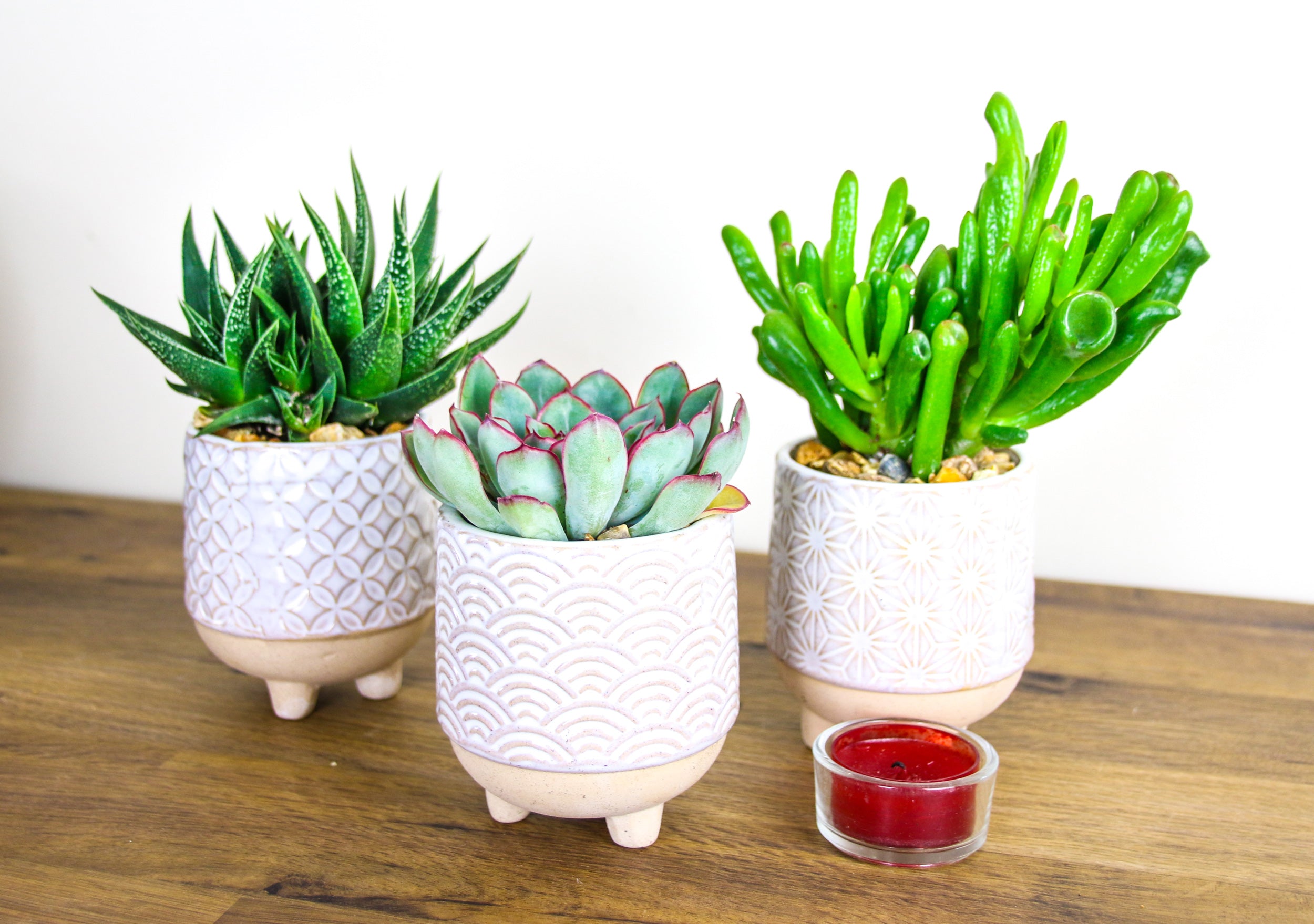 Mini indoor planter kit with real plants