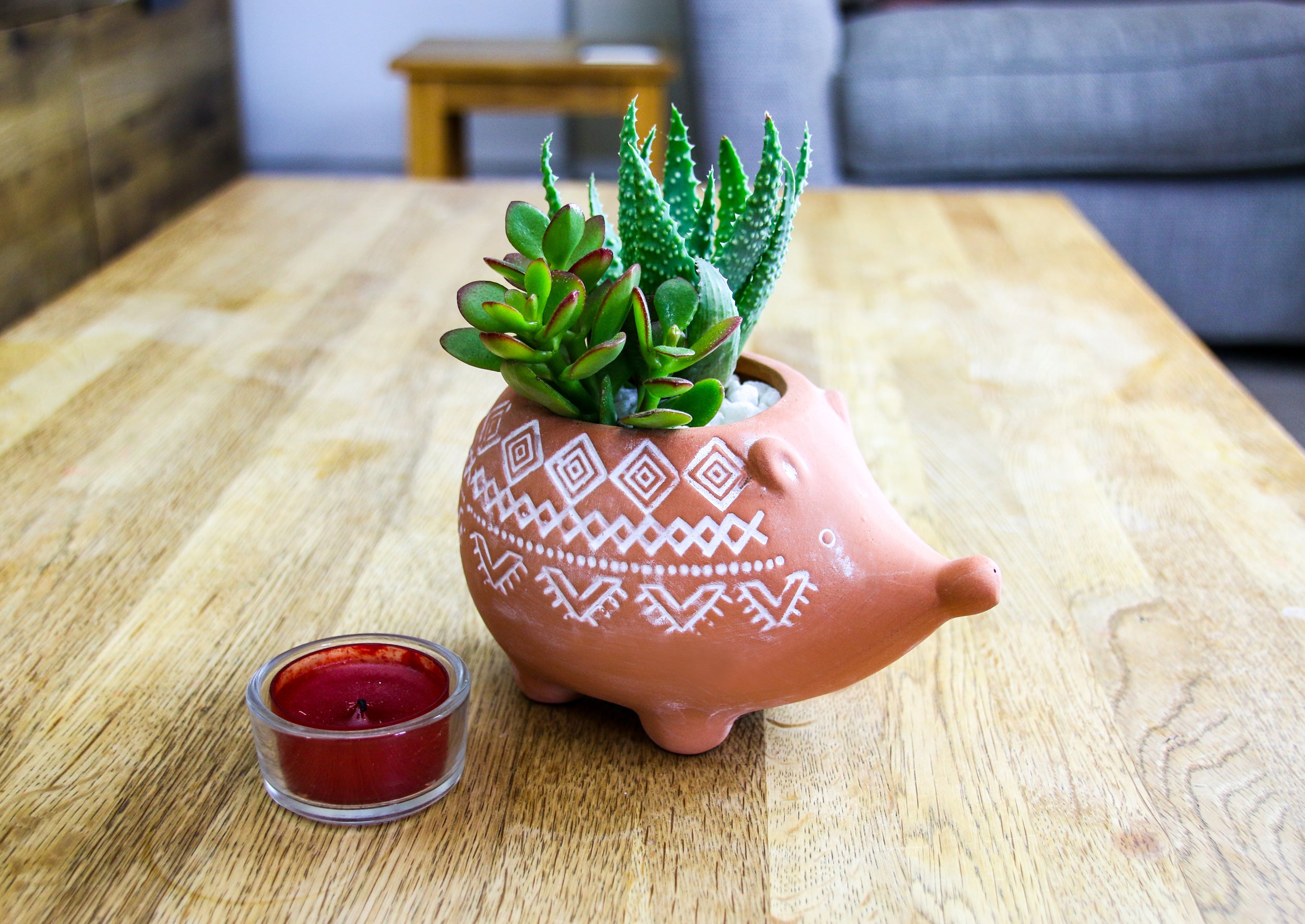 Terracotta hedgehog animal planter kit with living houseplants