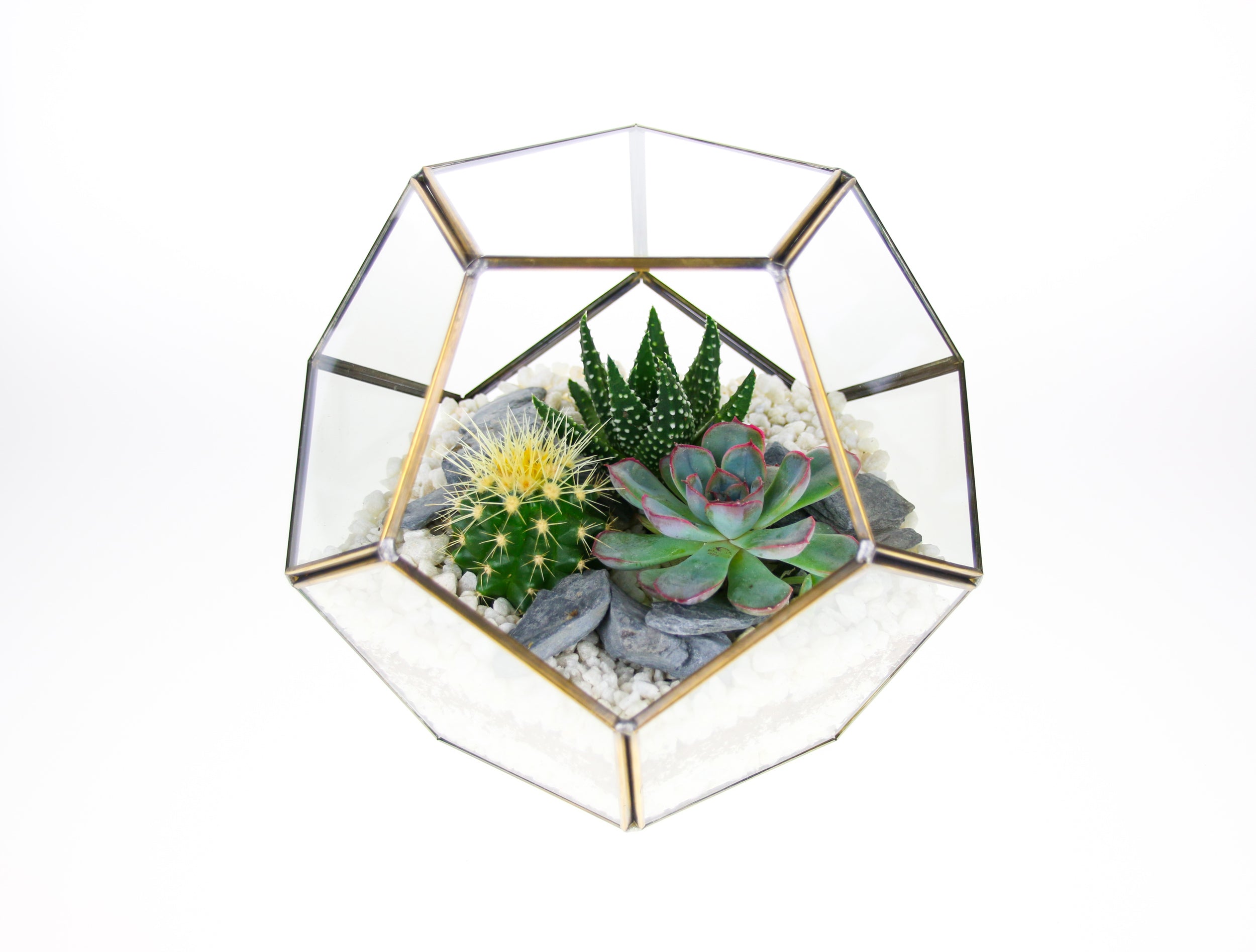 Gold terrrarium with cacti and succulent plants