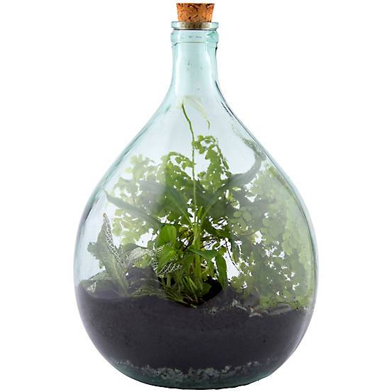 15 Litre Traditional Closed Plant Terrarium