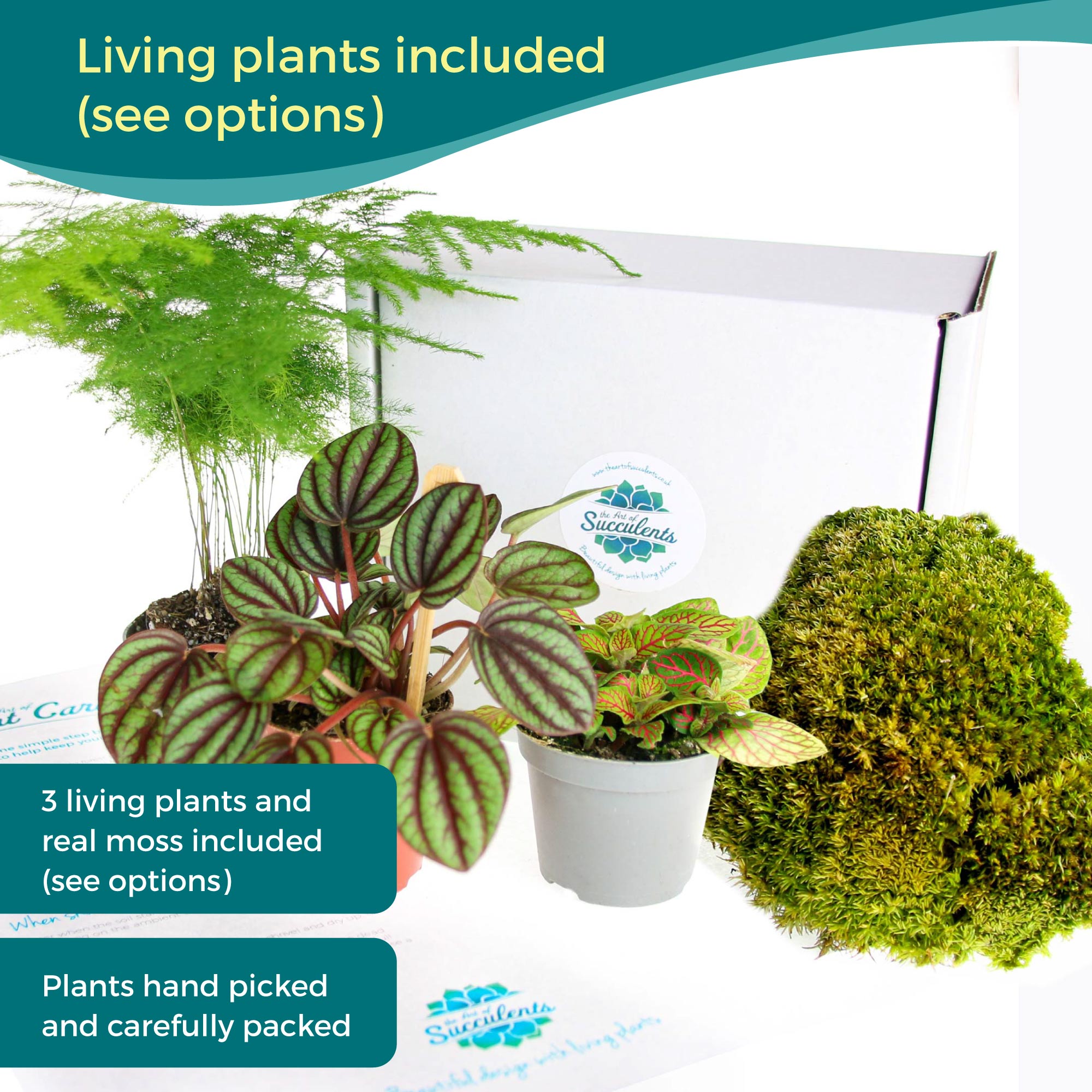 Buy real tropical forest plants for terrariums