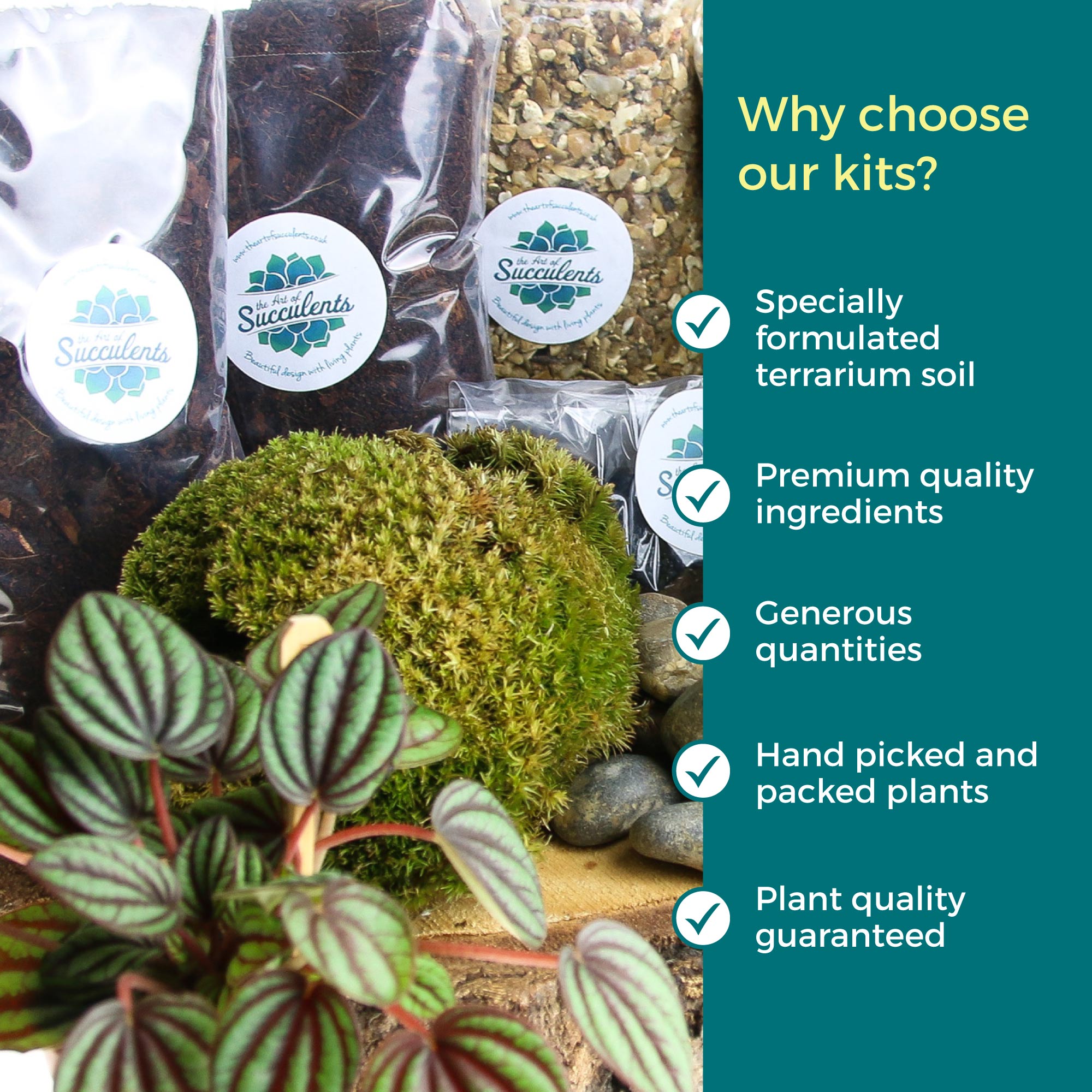 Where to buy a terrarium online