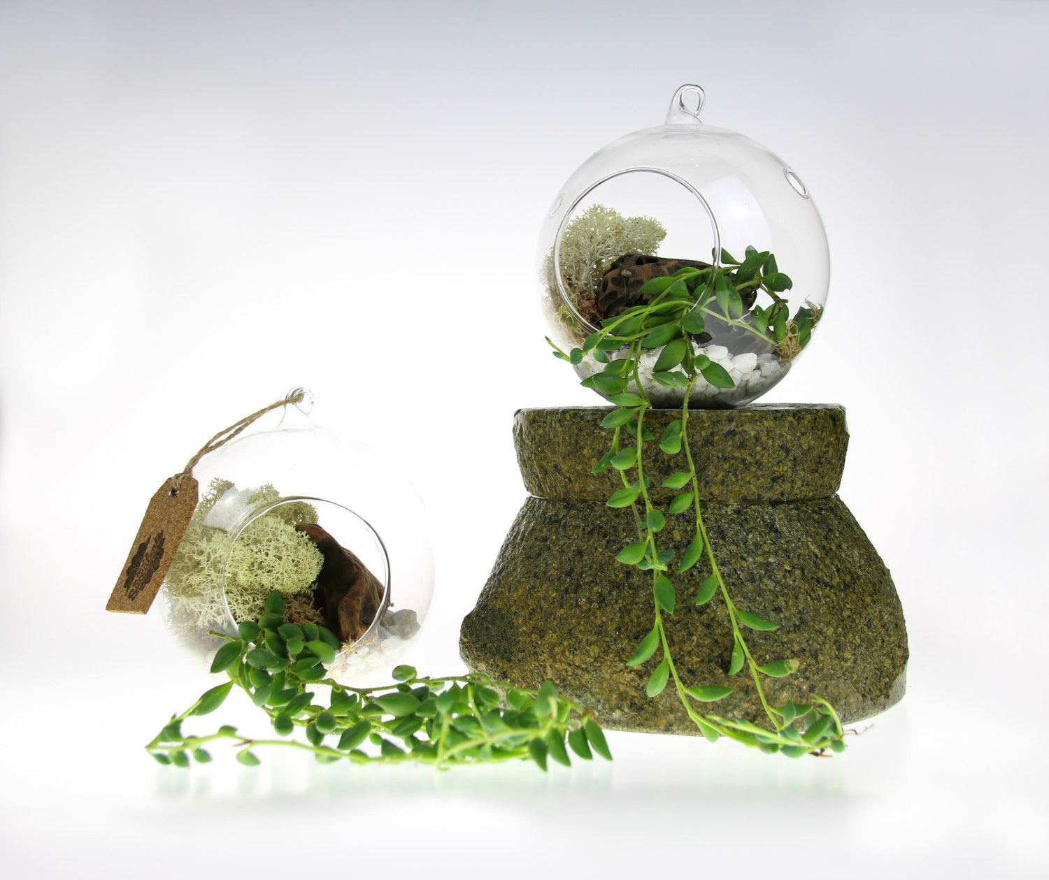 Hanging Terrarium with String of Pearls