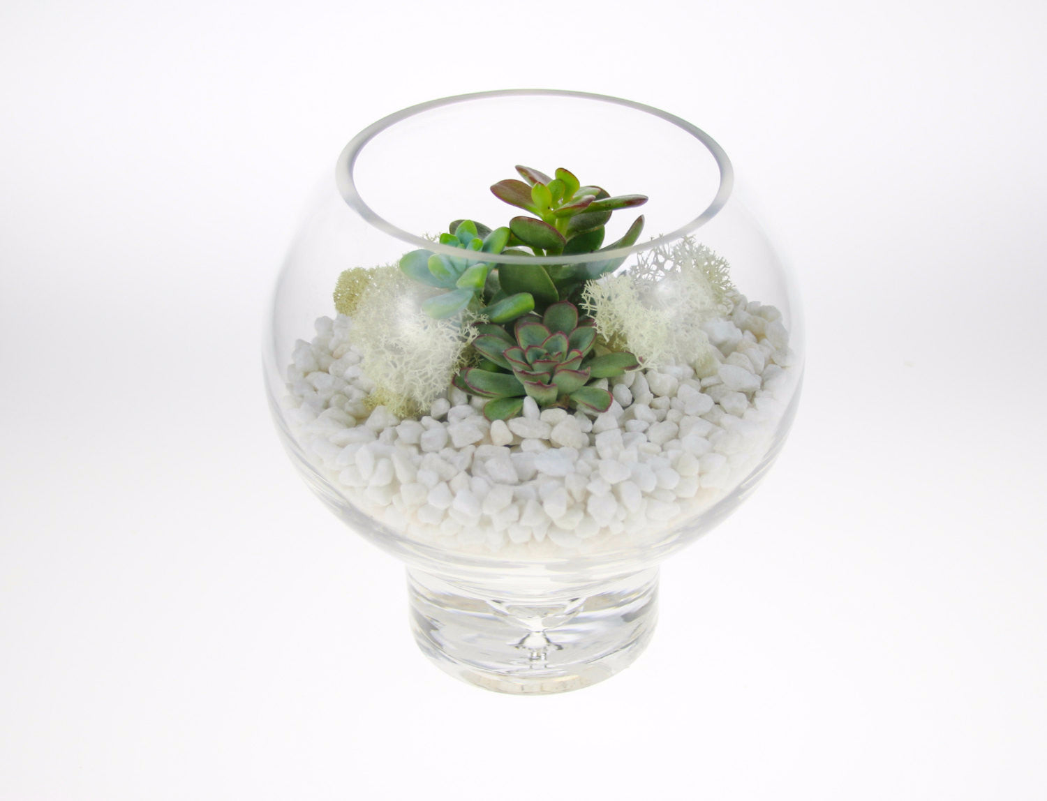 Mini Terrarium kit