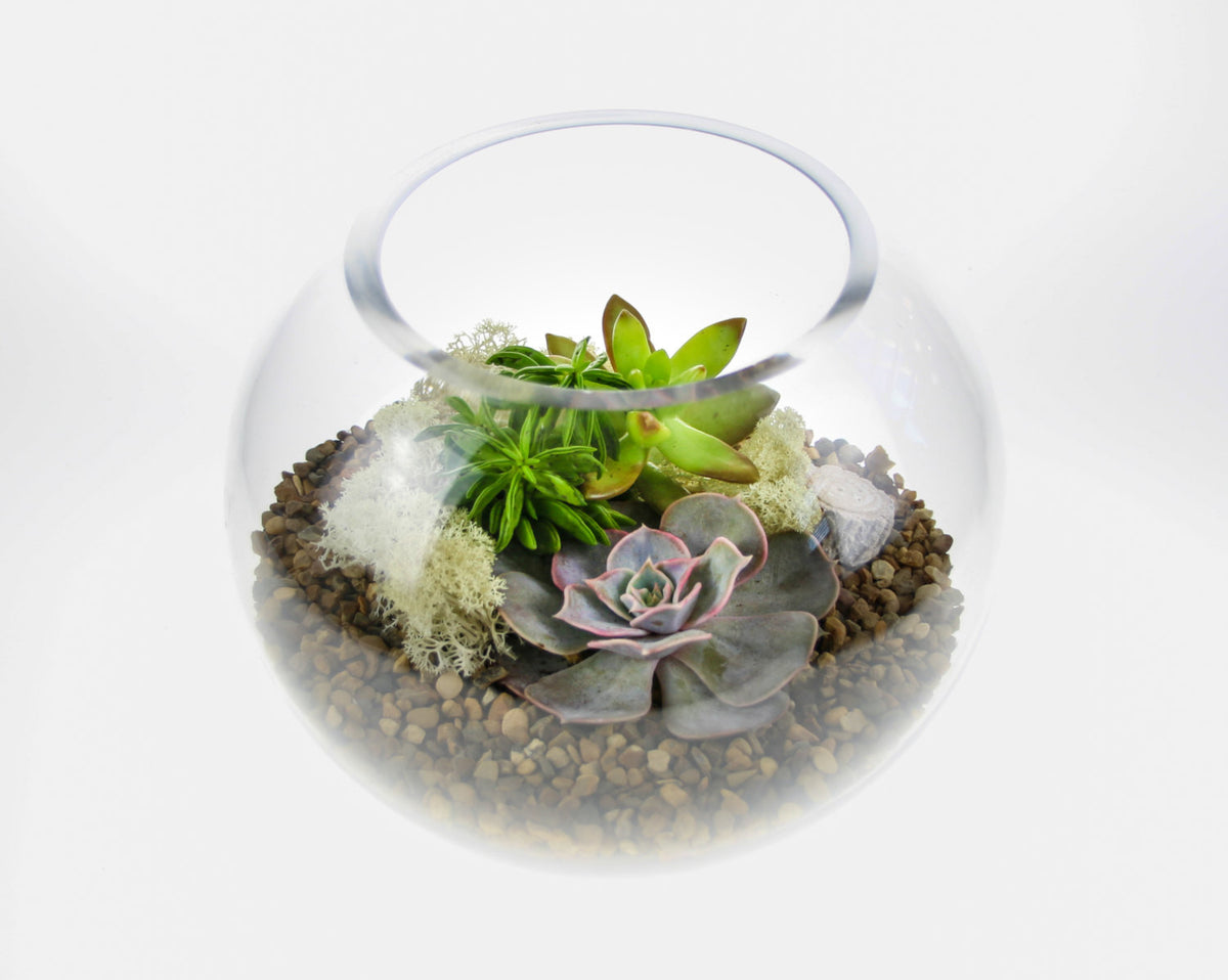 DIY terrarium kits in the UK