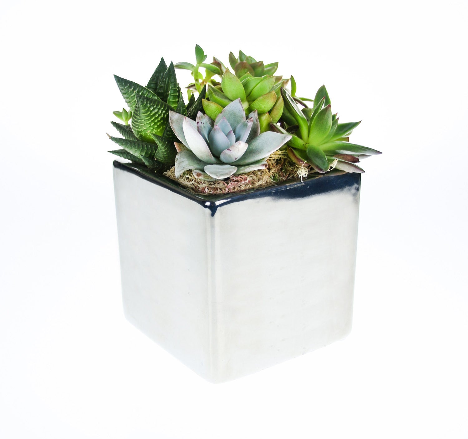 Mirror cube planted succulent arrangement