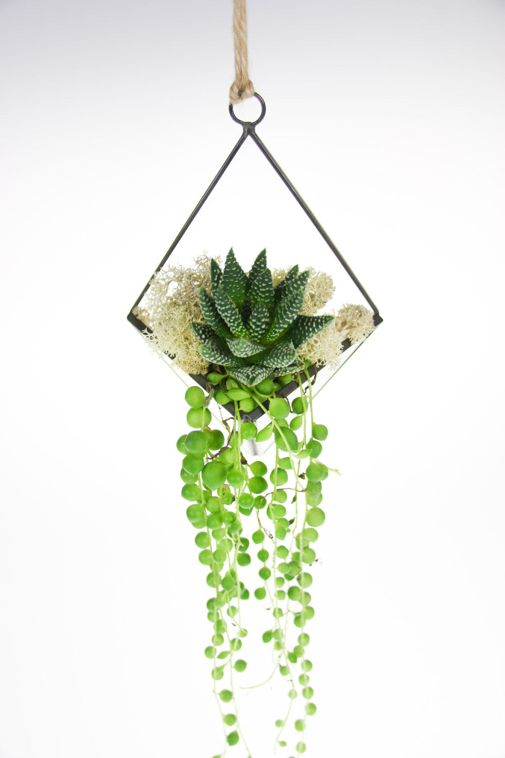 UK Succulent Copper and glass Terrarium Kit