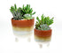 Terracotta stoneware planters with succulent houseplants