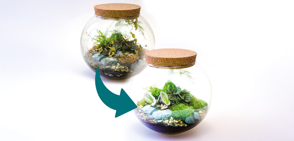 How to Refresh a Tired, Overgrown or Mouldy Terrarium (Step-by-Step)