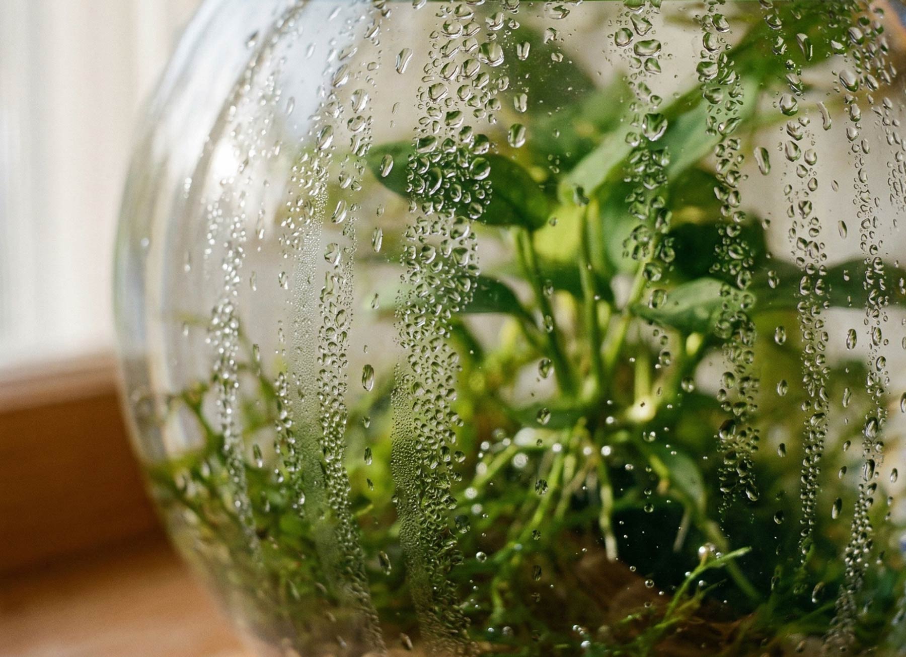 A UK terrarium with condensation on the inside