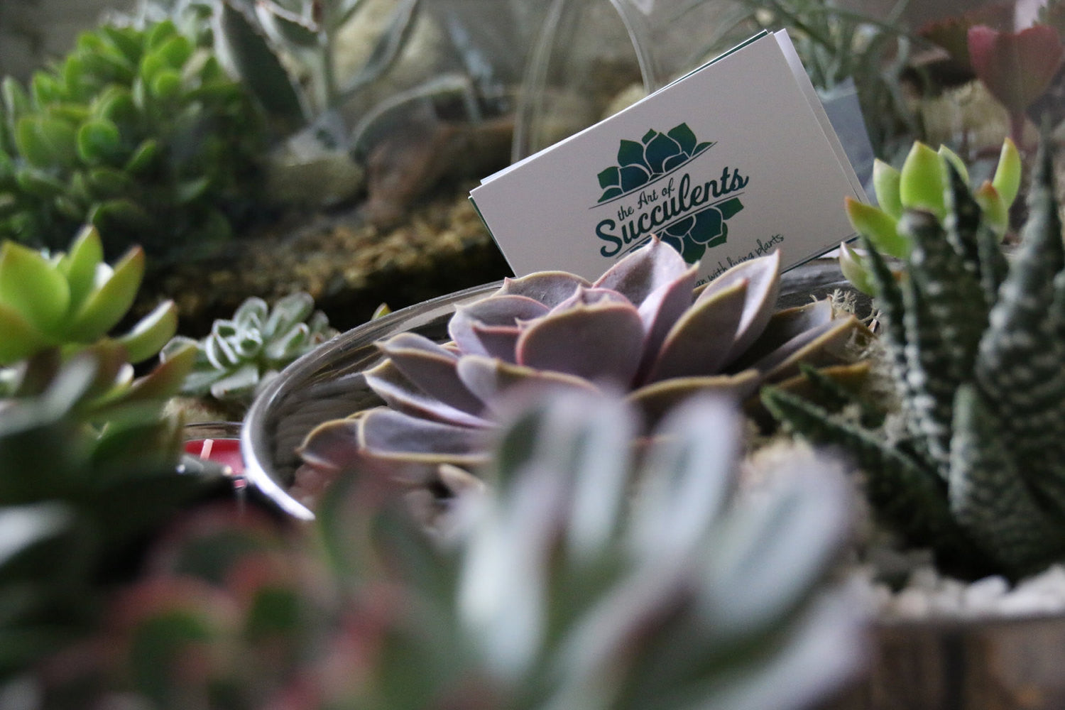 A Huge Hello from The Art of Succulents