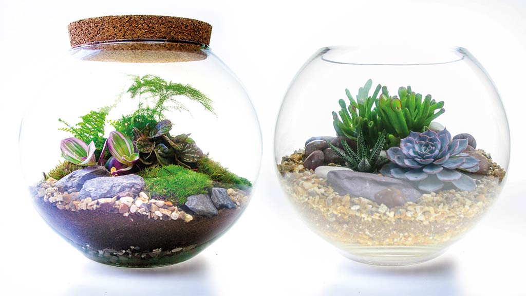 Open vs closed terrarium: which one should you buy?