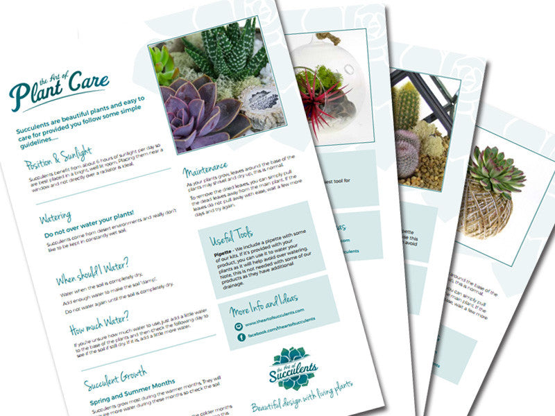 Not Sure How To Care For Succulents, Cacti or Air Plants? We've Got The Answers!