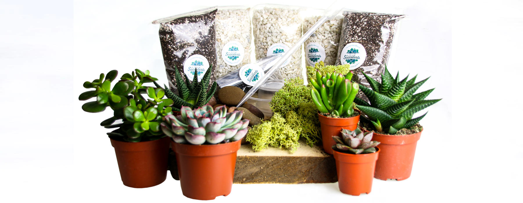 Terrarium starter kits, tools and accessories for delivery across the UK