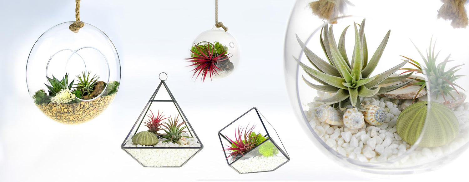 Air Plants