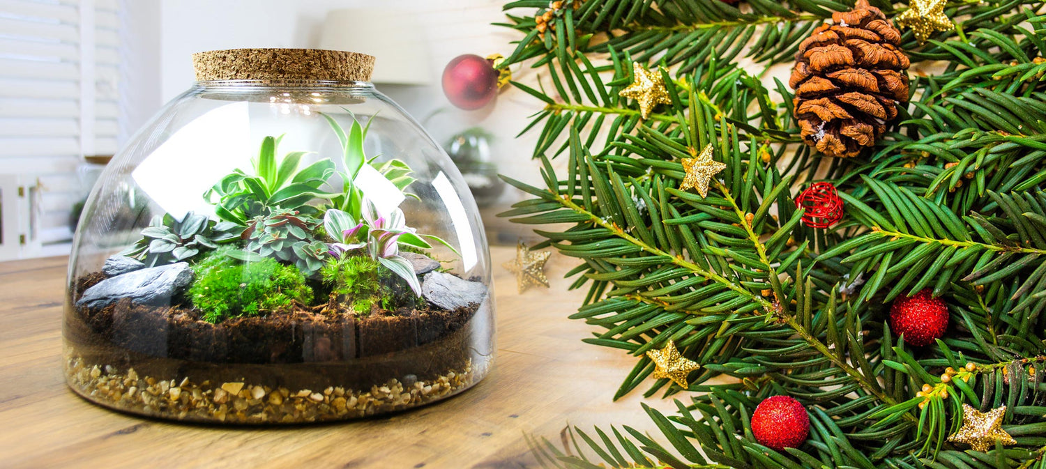 Terrarium christmas gifts with living plants