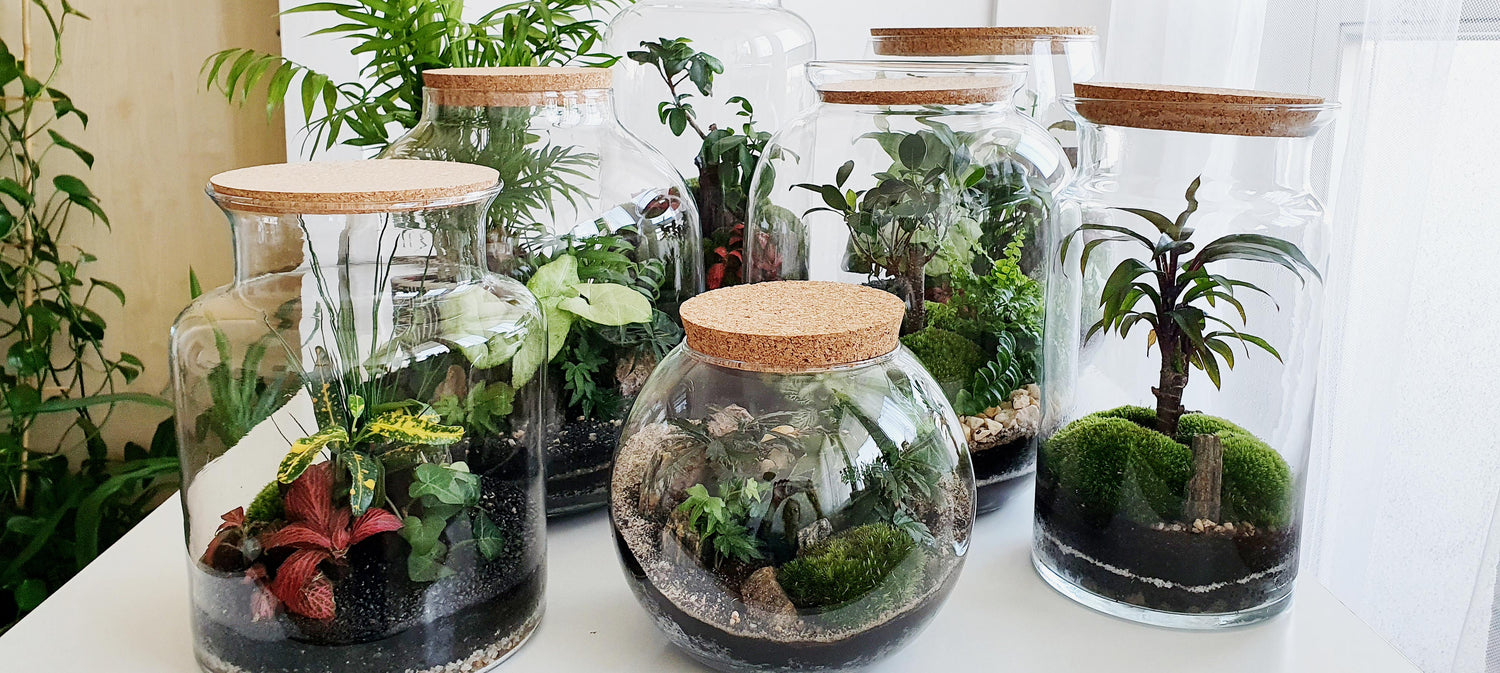 Closed DIY terrarium gifts for plant lovers in the UK