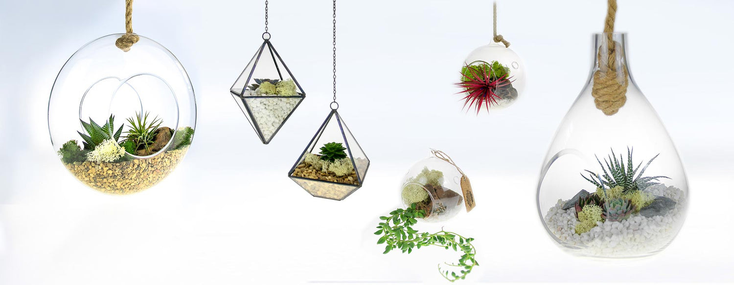 Hanging Terrariums