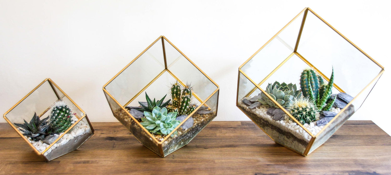 Gift ideas with plants