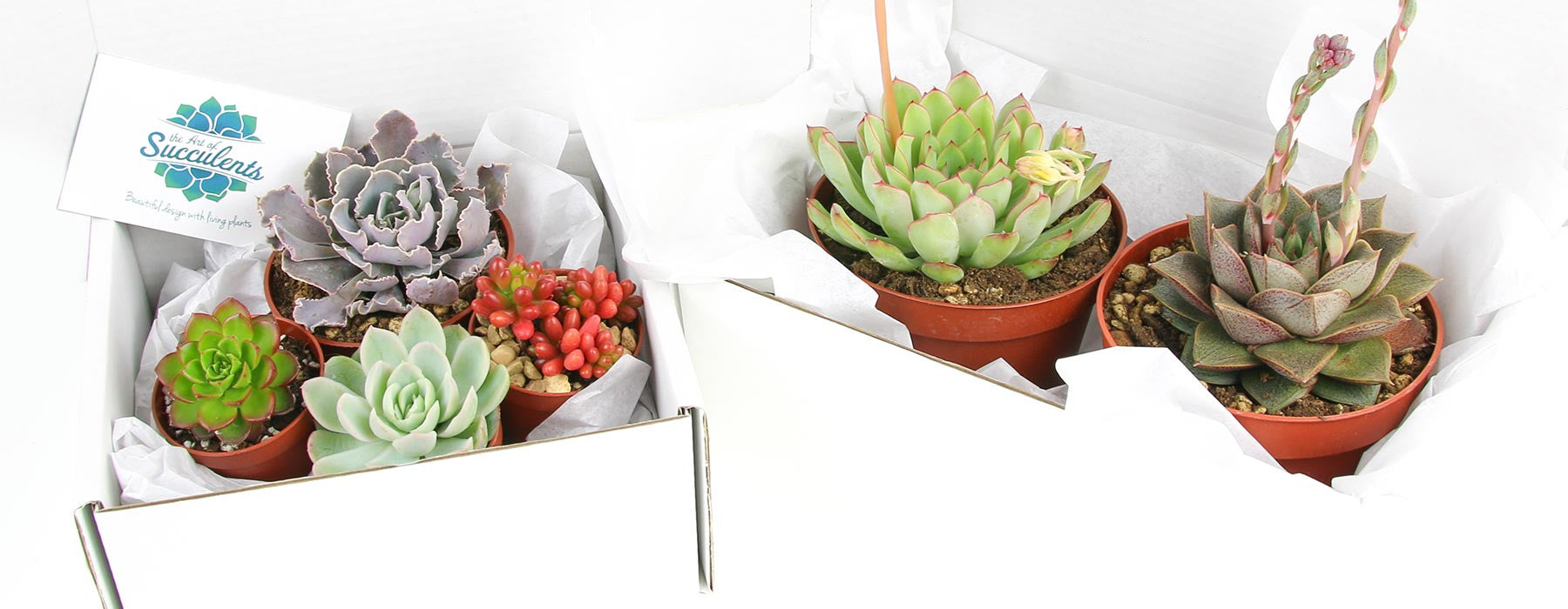 6 Mixed Size Succulent Plant Selection – The Art of Succulents