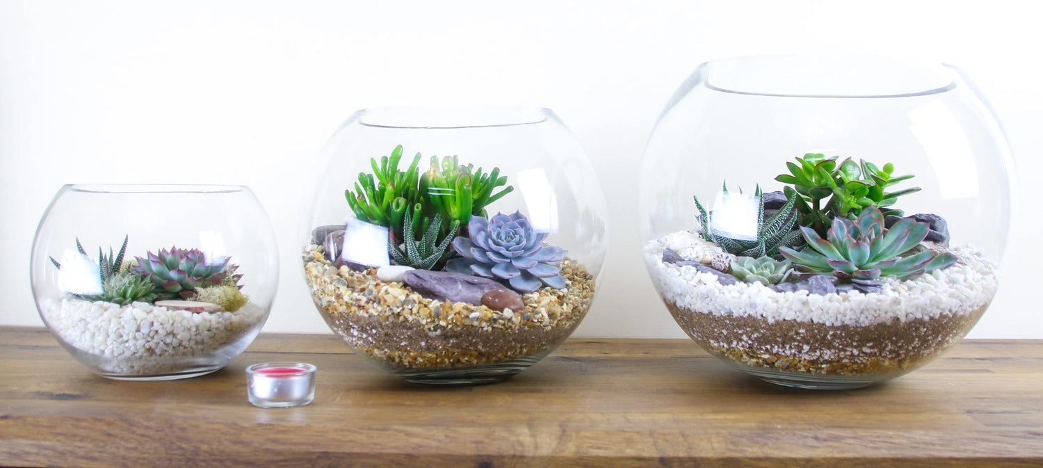Open terrariums with succulent plants
