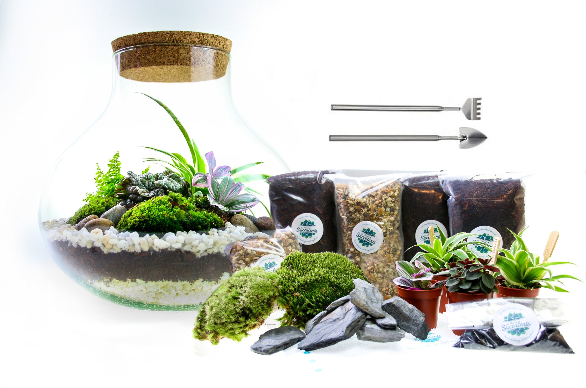The Curva - Large Curvy Glass Terrarium Kit with Cork Lid with Plants ...