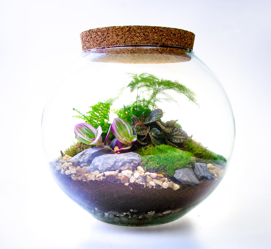 Bottle garden terrarium kit with real plants