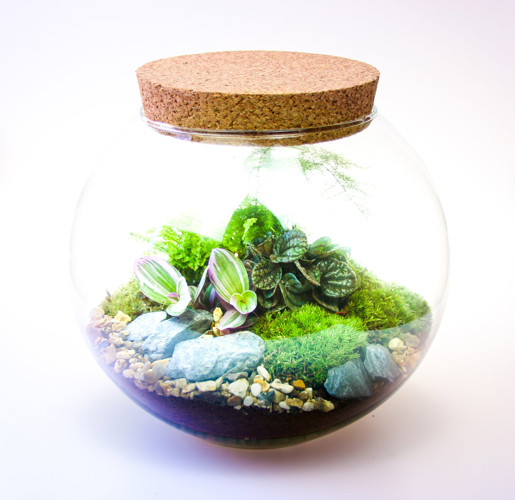 Large Glass Globe Terrarium Kit with Cork Lid with Plants, Bottle