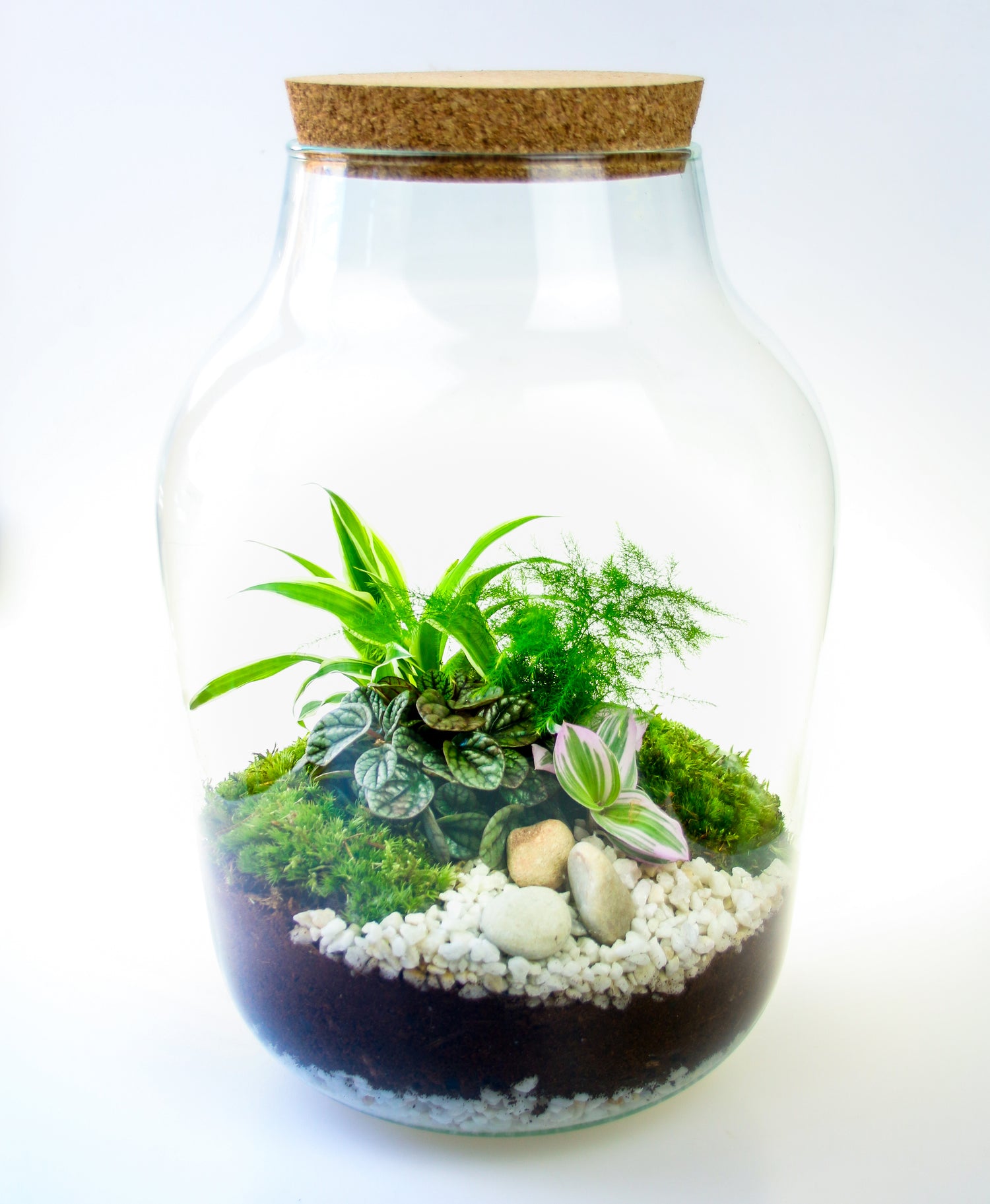 Kit Terrarium sans bocal  Small — My Green Glass & Plants