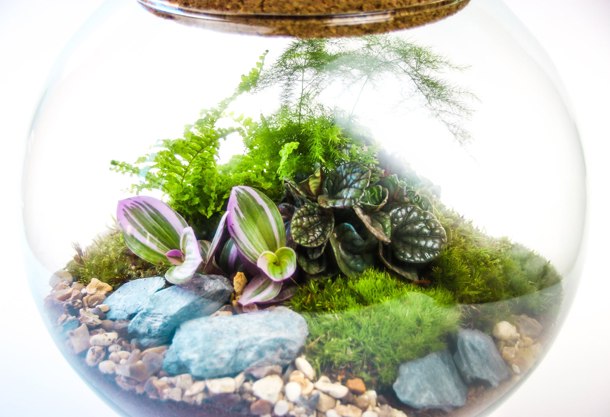 Large Glass Globe Terrarium Kit with Cork Lid with Plants, Bottle