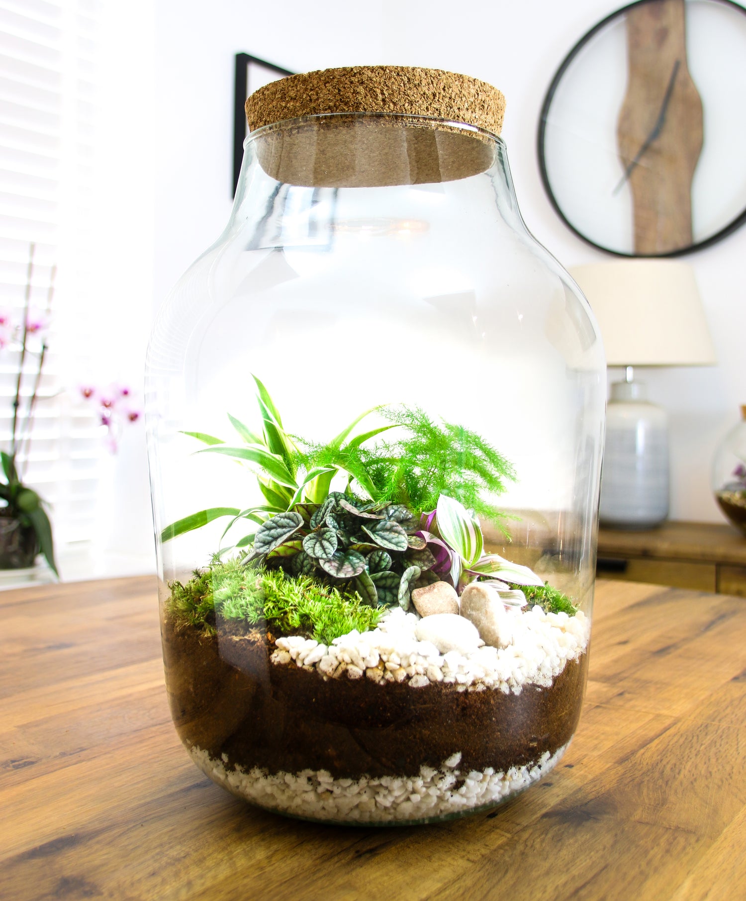 Terrarium kit for the home, terrarium gift with plants