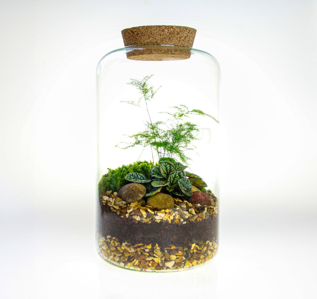 Terrarium gift idea with real plants