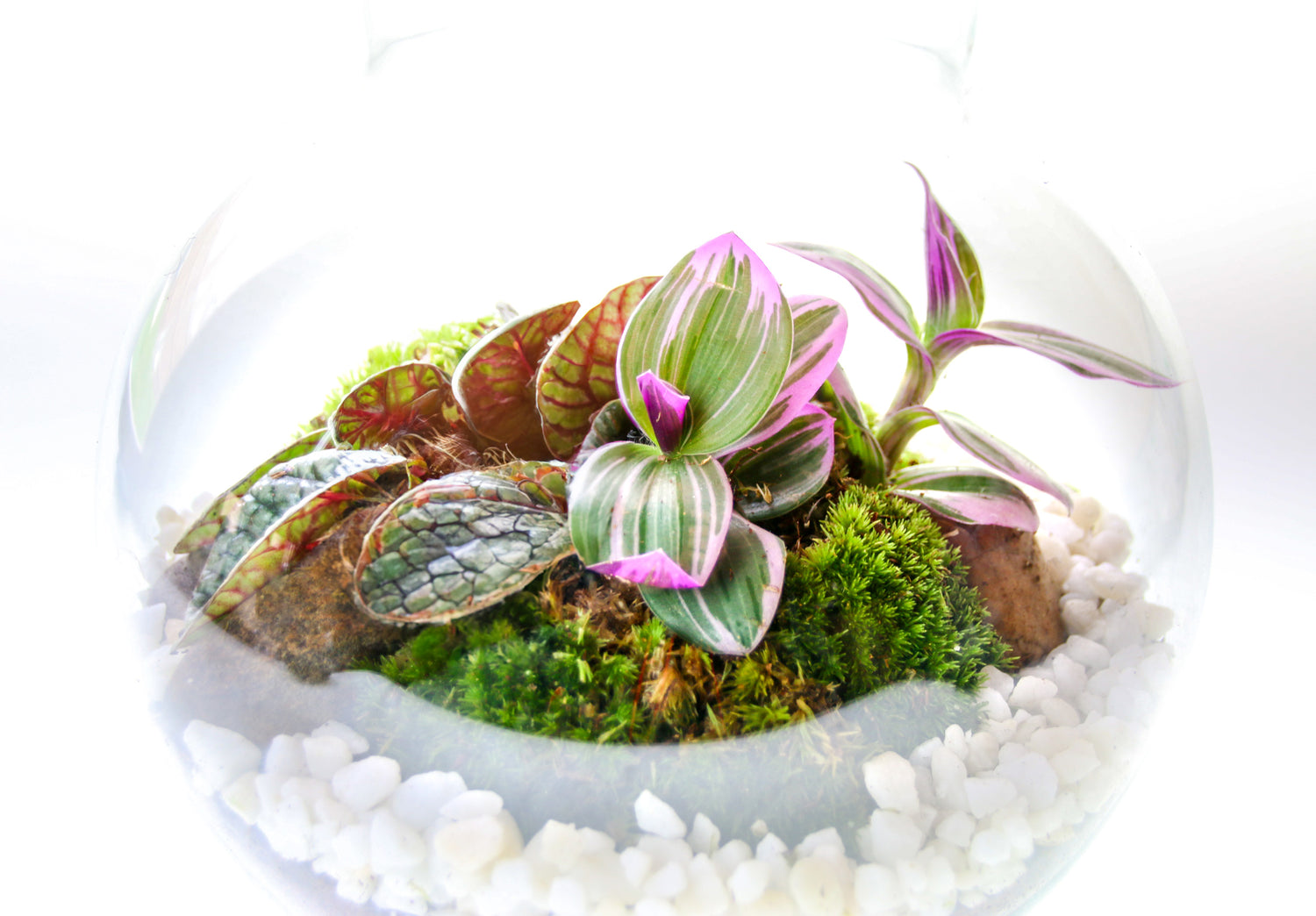 buy terrarium plants online The Nook
