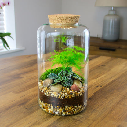 Terrarium gift ideas with houseplants
