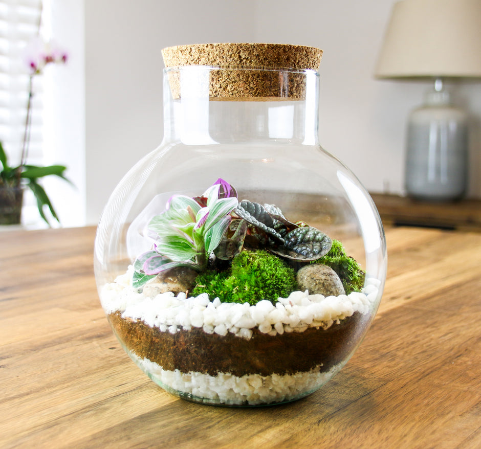 How to Build a Closed Plant Terrarium - Our free step-by-step guide ...