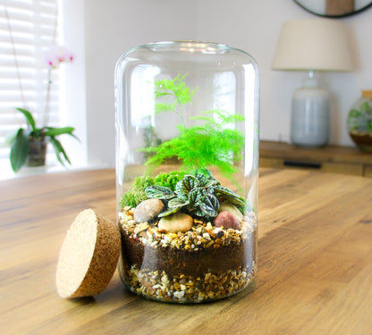 Small terrarium delivered in the UK