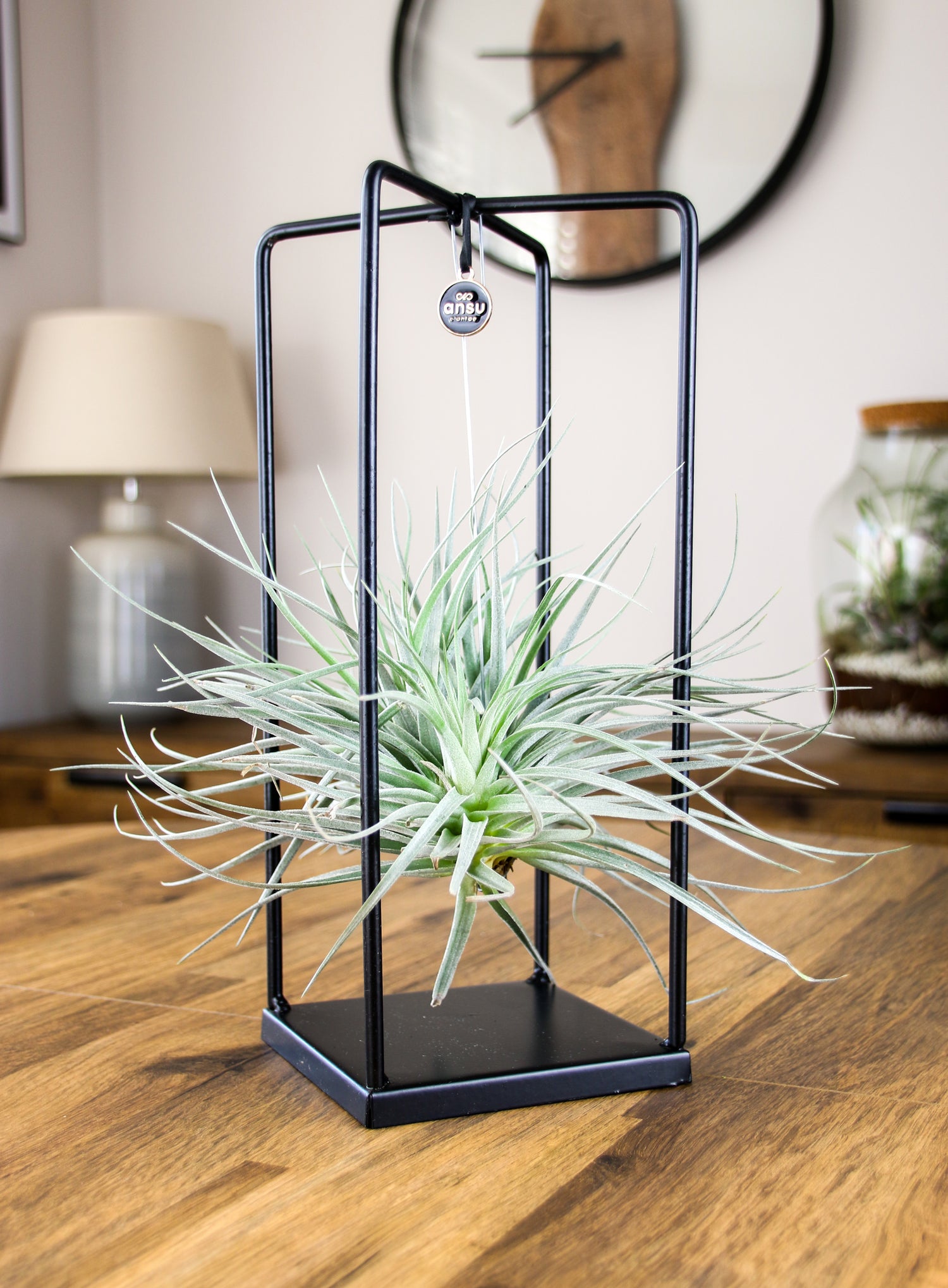 air plant centerpiece Luxury Suspended Air Plant – Modern Rectangular Metal Display