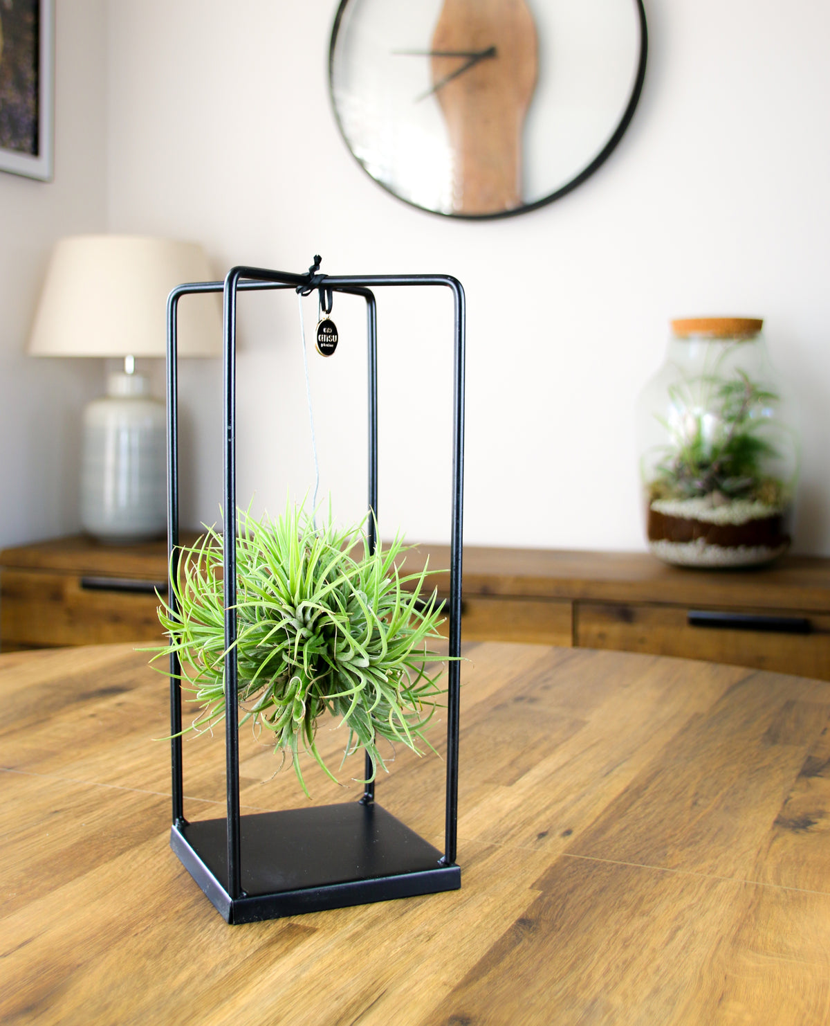 Minimal care live air plant in premium black metal frame – gift for plant lovers