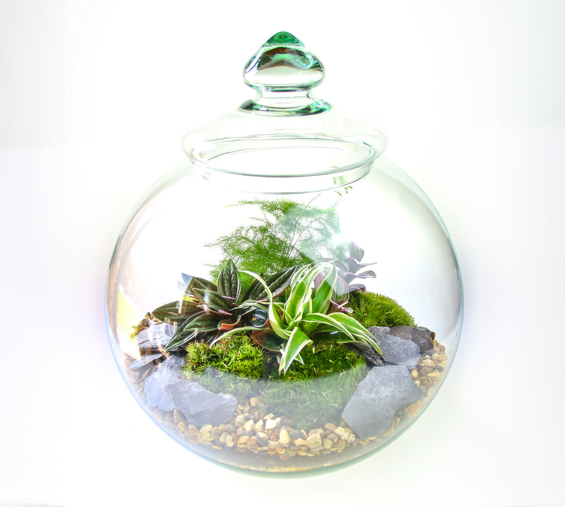 Traditional Victorian Terrarium Free UK delivery