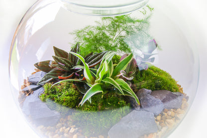 Terrarium kit with plants UK