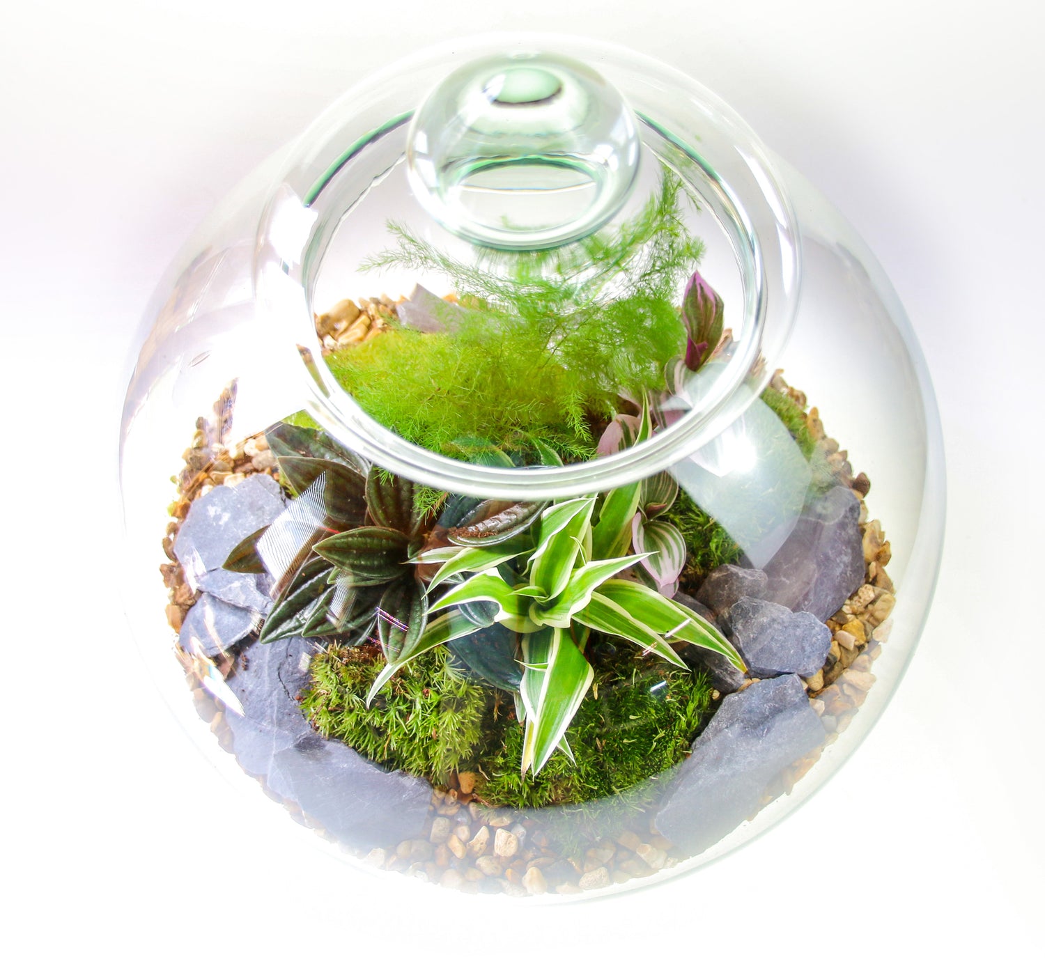Traditional Victorian Terrarium with a glass lid