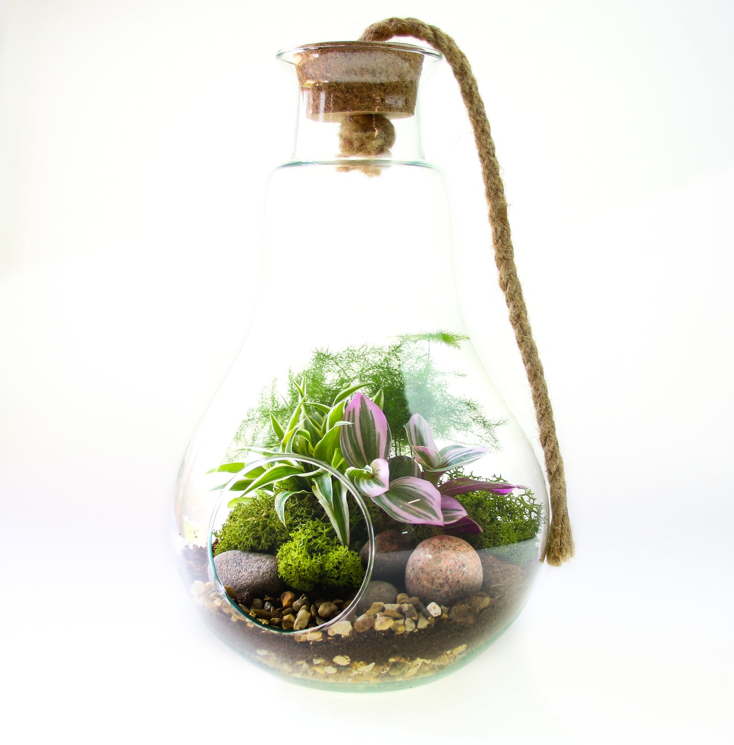 forest terrarium plants The Droplet