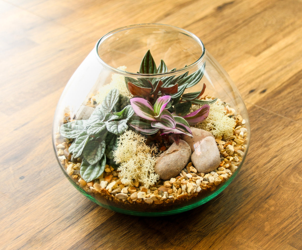 Plants in a bowl free UK delivery
