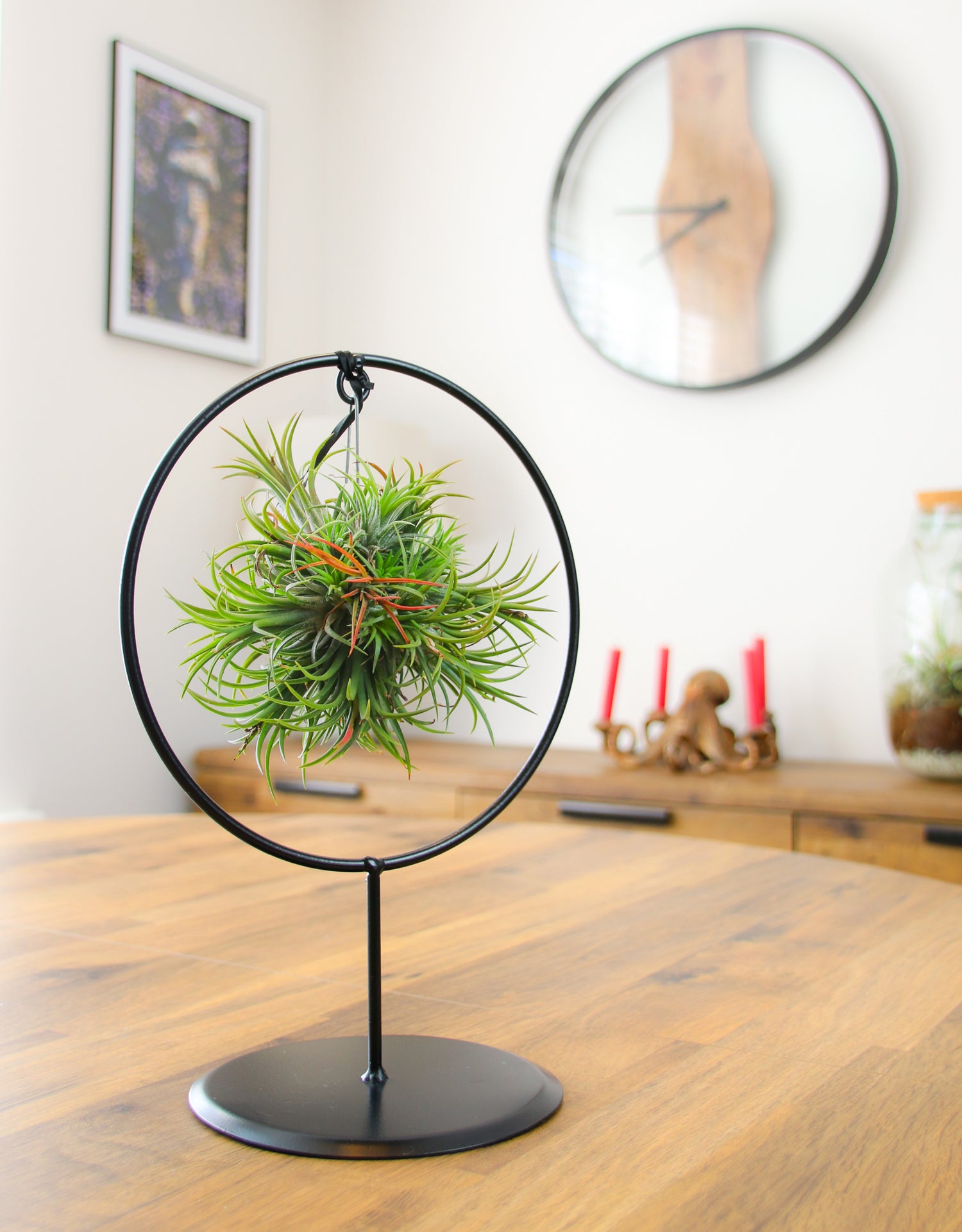 tillandsia air plants to buy online