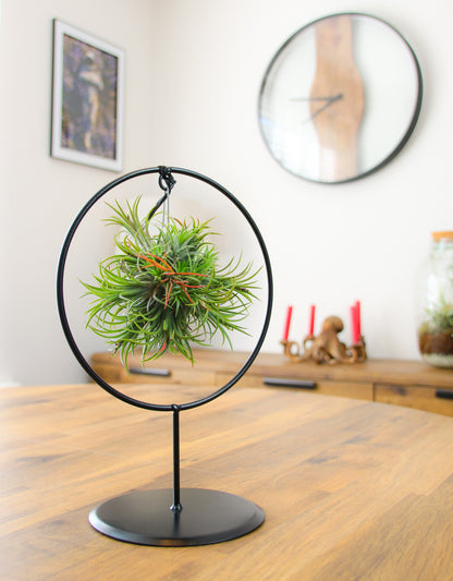 tillandsia air plants to buy online