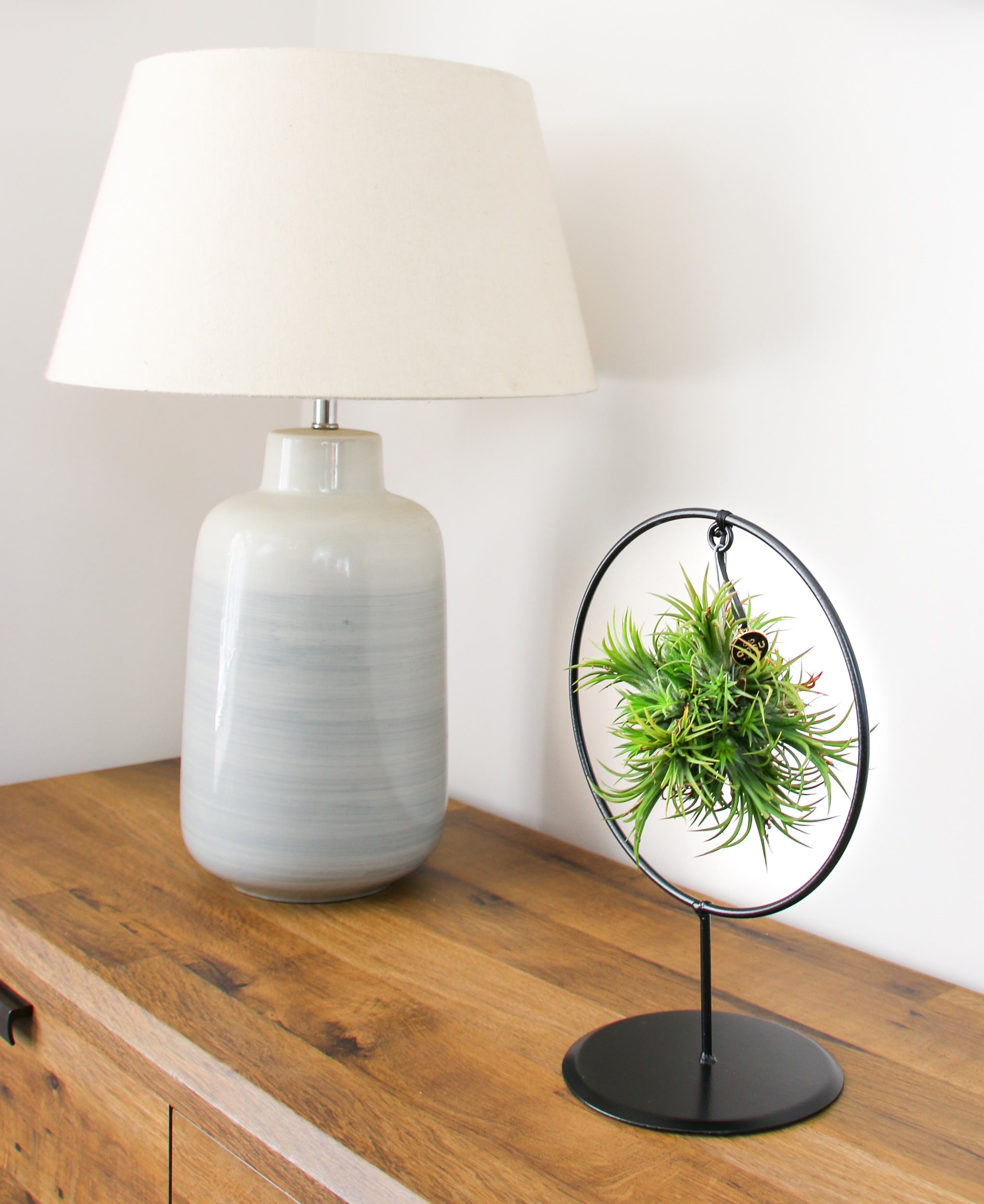 tillandsia air plant gifts with uk delivery