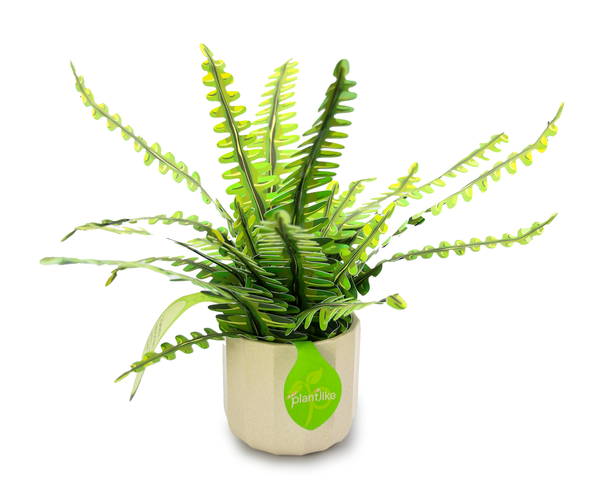 Boston fern craft kit top view - wild arching fronds in lime green - unique plant lover gift UK - buy online today