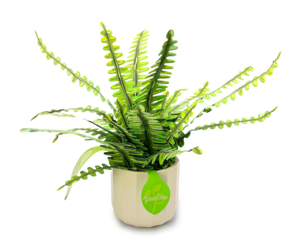 The Boston Fern